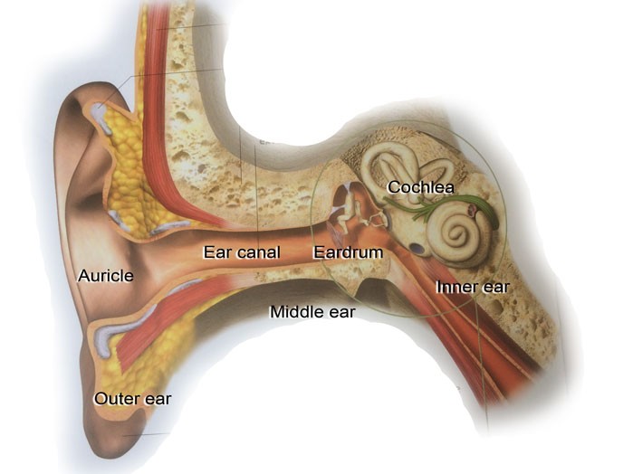 human perception of sound - the purpose of the human ear